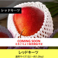 【通常サイズ】レッドキーツ
