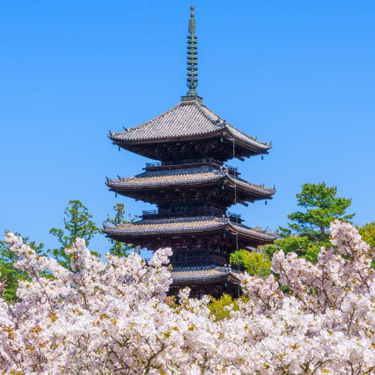 春の仁和寺｜観賞デッキから、「御室桜」を堪能プラン