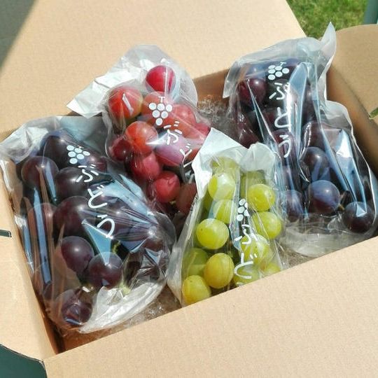 【送料無料】はじまりのぶどう×夢ファームぶどうギフト（３房入り）＆ゼリーのおやつ教室便