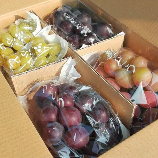 【送料無料】はじまりのぶどう×夢ファームぶどうギフト（４房入り）＆ゼリーのおやつ教室便