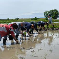 塚本郷での田植え体験（1家族4人まで）【開催予定日：2027年5月～6月】
