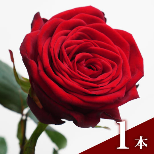 展示会場に赤バラ【1本】とメッセージを贈る
