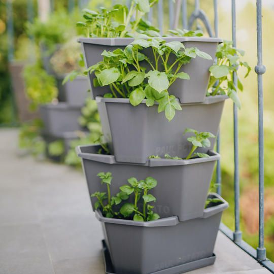 【クラウドファンディング限定10%OFF】PAUL POTATO(ポールポテト) 4段 限定100セット