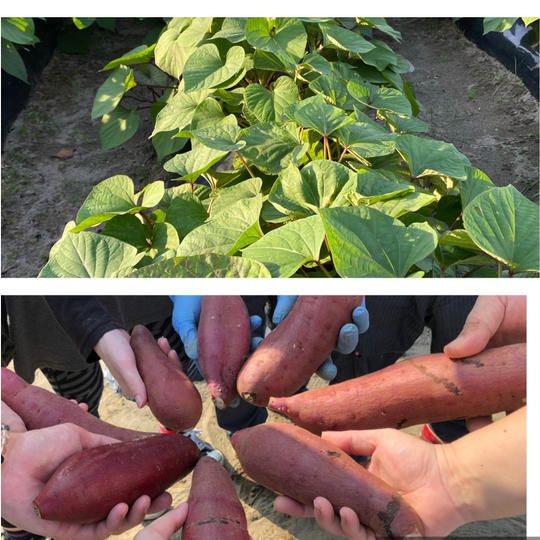 お試し味比べ！『シルク&紅はるか』少量セット！