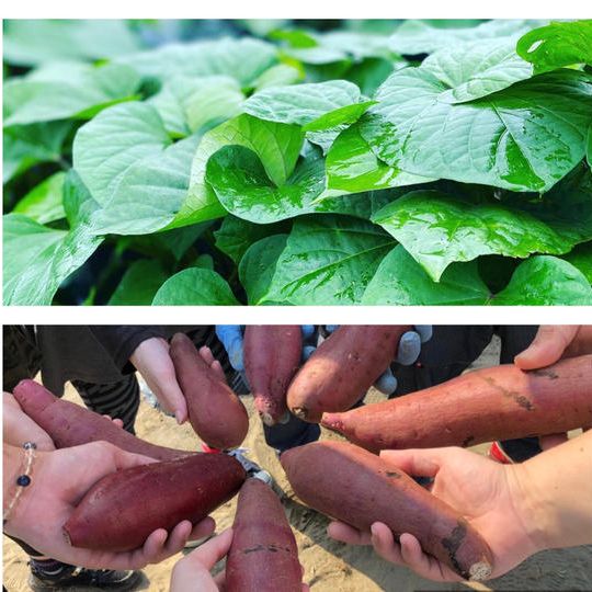 焼き芋も大学芋もみんなで食べたい！“紅はるか×３”家族でワイワイセット！！