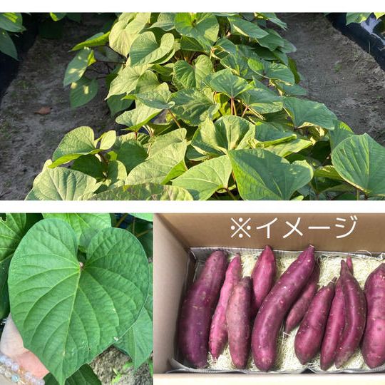 家族で満足！『シルクスイート×２・紅はるか×２』食べ比べセット！！