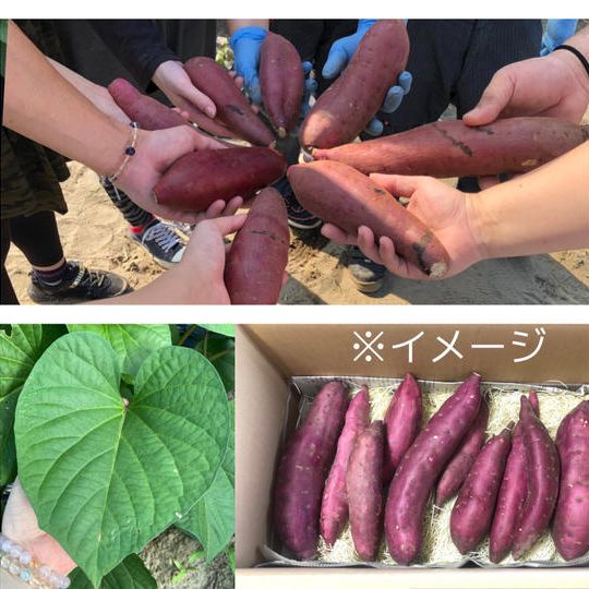 シェアして歓喜！貰って感激！『紅はるか×６』みんなで満足セット！！