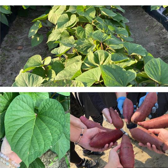 サツマイモが大好きなみんなも大満足！！大容量セット！！『紅はるか×８』たっぷり召し上がれ！