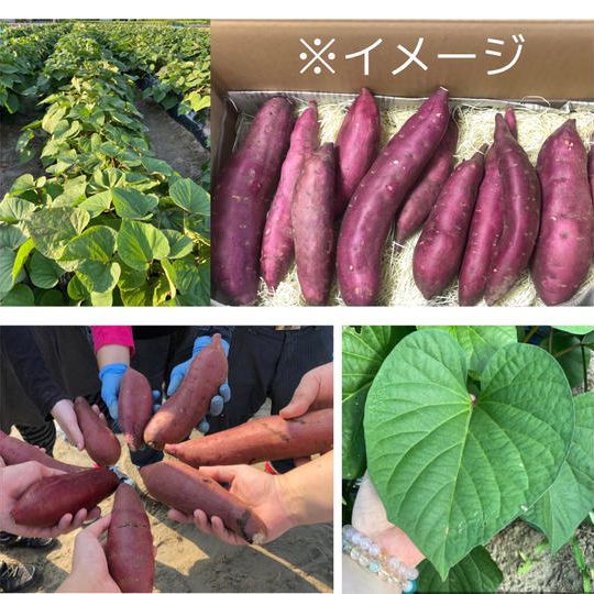 紅はるかを美味しく食べて芋掘り体験もしちゃおう！！　　『紅はるか＋芋掘り体験』スペシャルセット！！