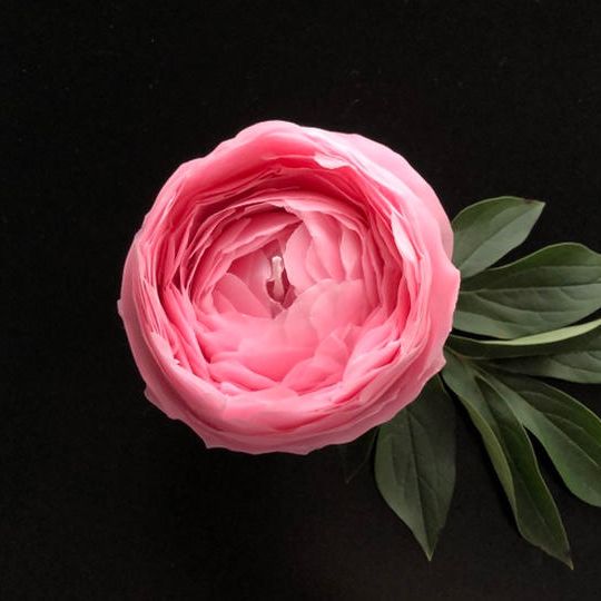 シャクヤクキャンドル　ピンク