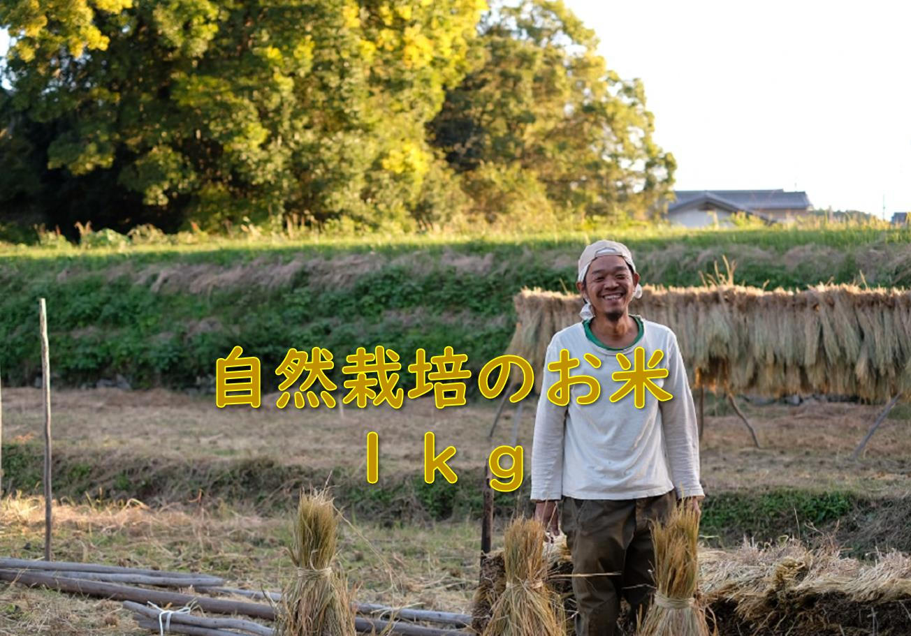 明日香村自然栽培のお米5㎏と古代米観賞用稲、感謝のお手紙と活動