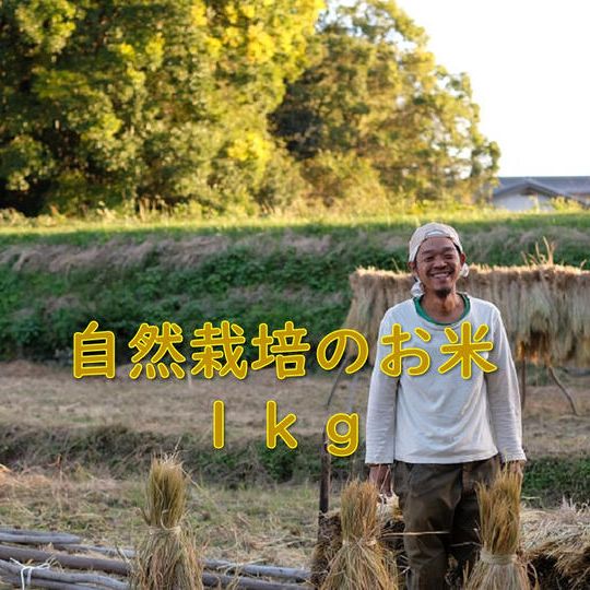 明日香村自然栽培のお米1㎏と古代米観賞用稲、感謝のお手紙と活動レポート