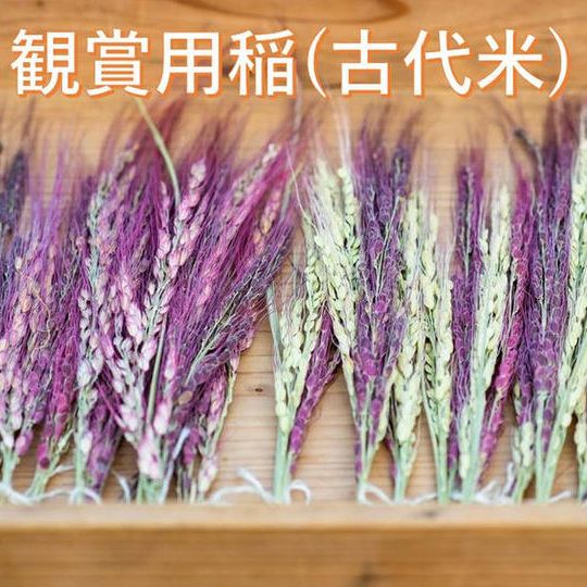 古代米の観賞用稲１束と感謝のお手紙とレポート☆好評につき増設しました☆