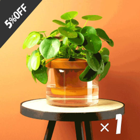 【5%OFF】「Terra Cotcha」×1