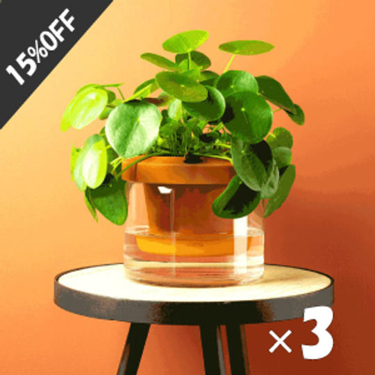 セット割【15%OFF】「Terra Cotcha」×3