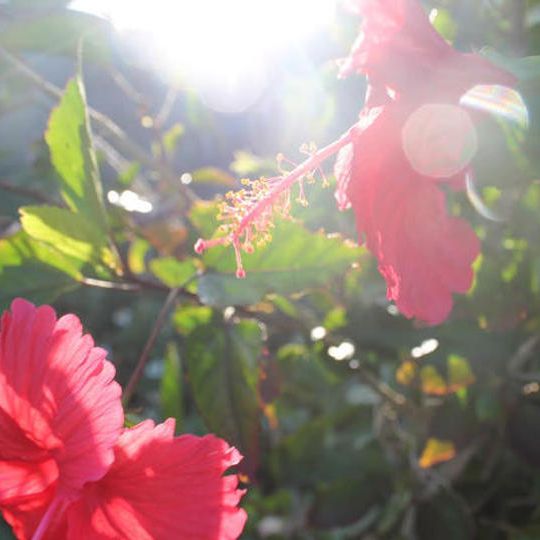 宮古島からサンキューレター