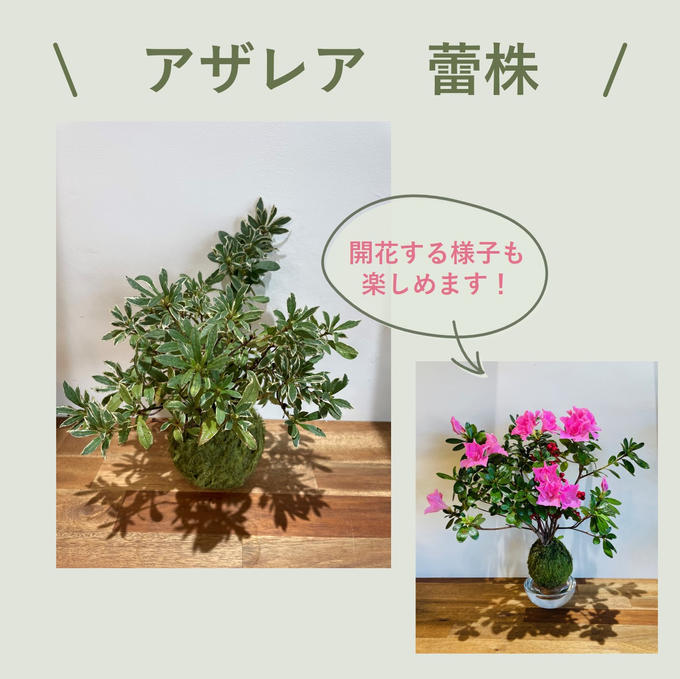 新商品追加のお知らせ＆昨年プランツボールにしたアザレアの花が咲きました