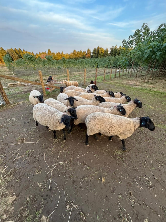 おかげさまで羊が無事成田に到着しました！