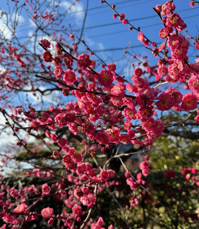 梅が満開です