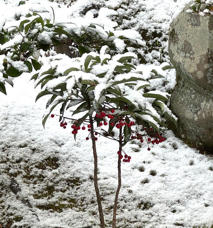 万両＿まんりょう　１