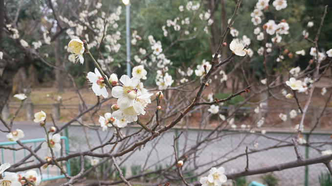 教会の梅も咲き