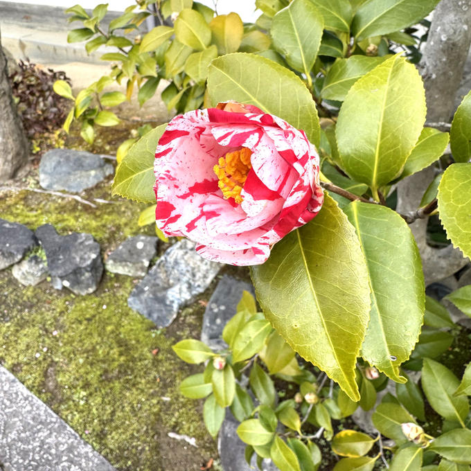 毎日、見守り。