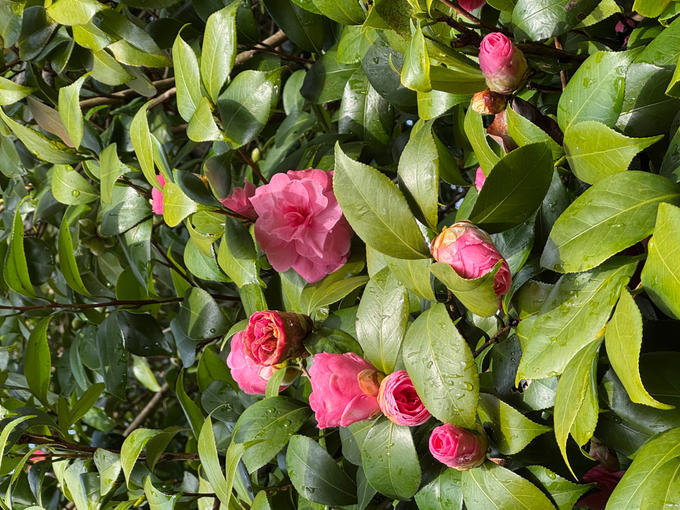 2026年３月23日の椿