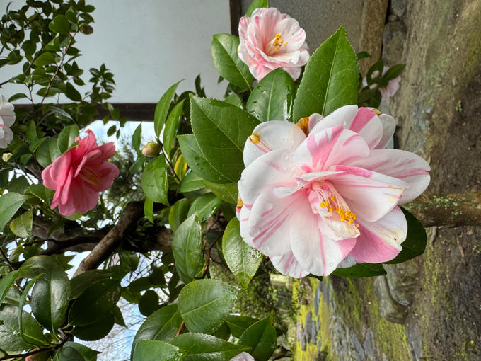 3月23日の椿＿２