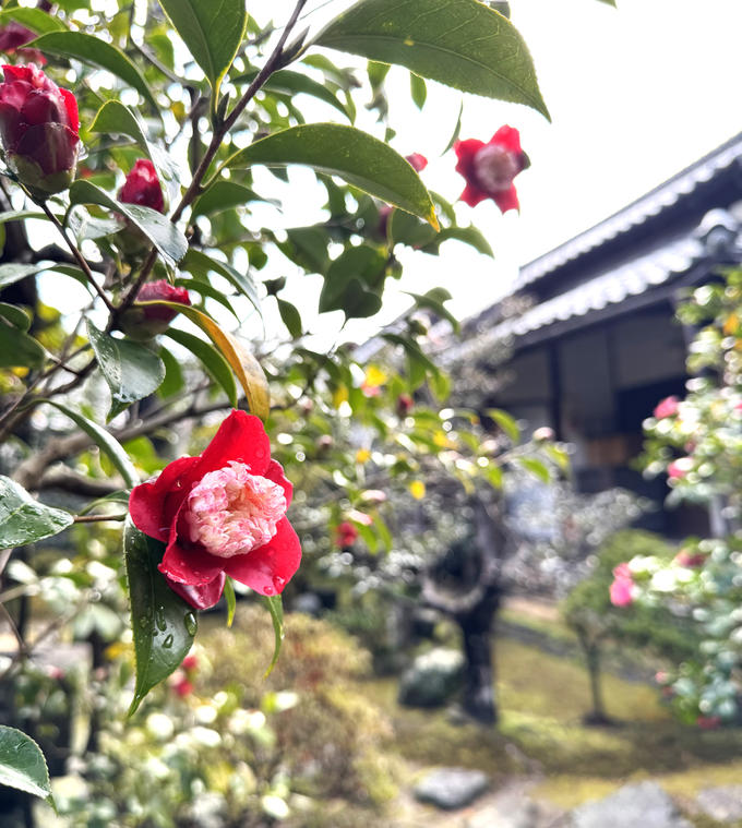 月光（がっこう）椿