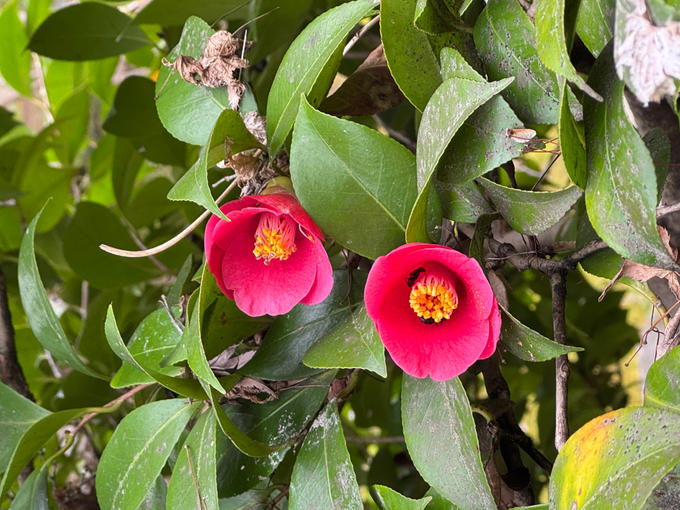 アリさん、お食事中