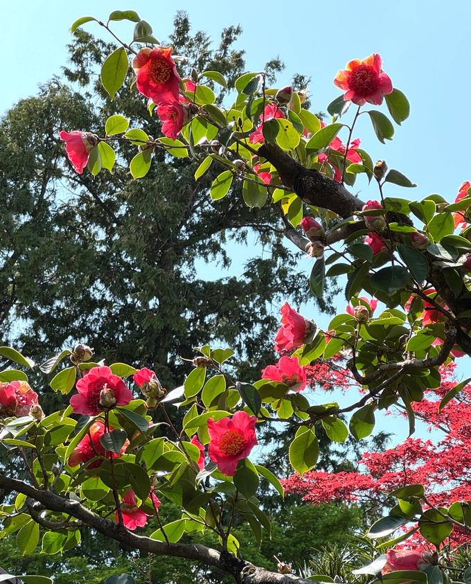 曇華院門跡　日光椿