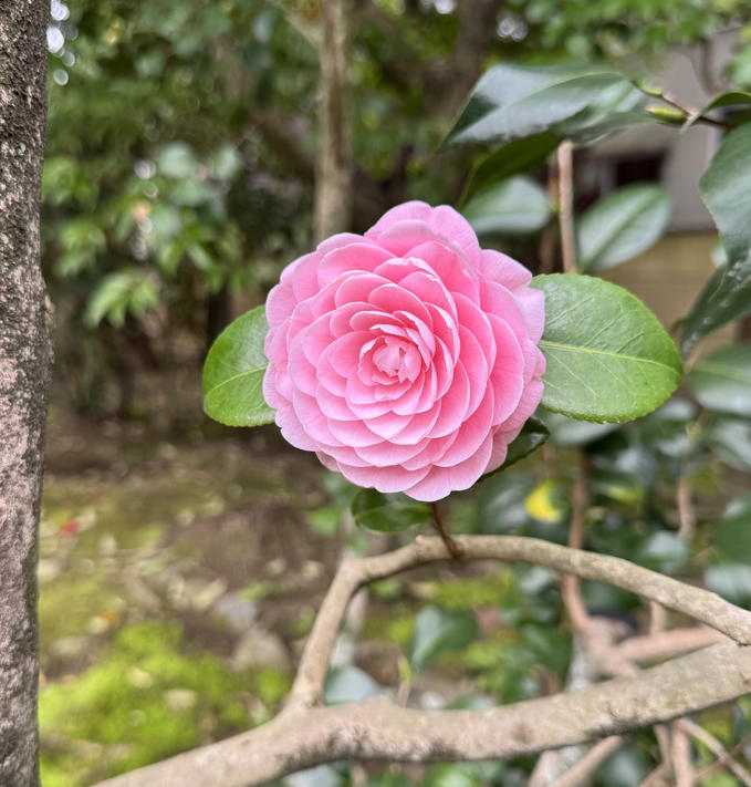 曇華院門跡　乙女椿