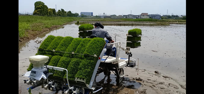 田植えの真っ最中です