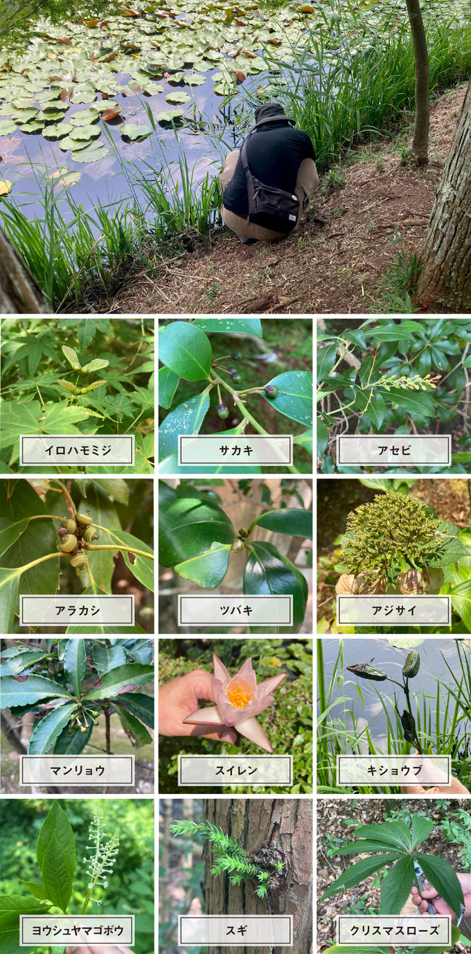 【 活動記録 2 】 一休寺で見つけた植物たち